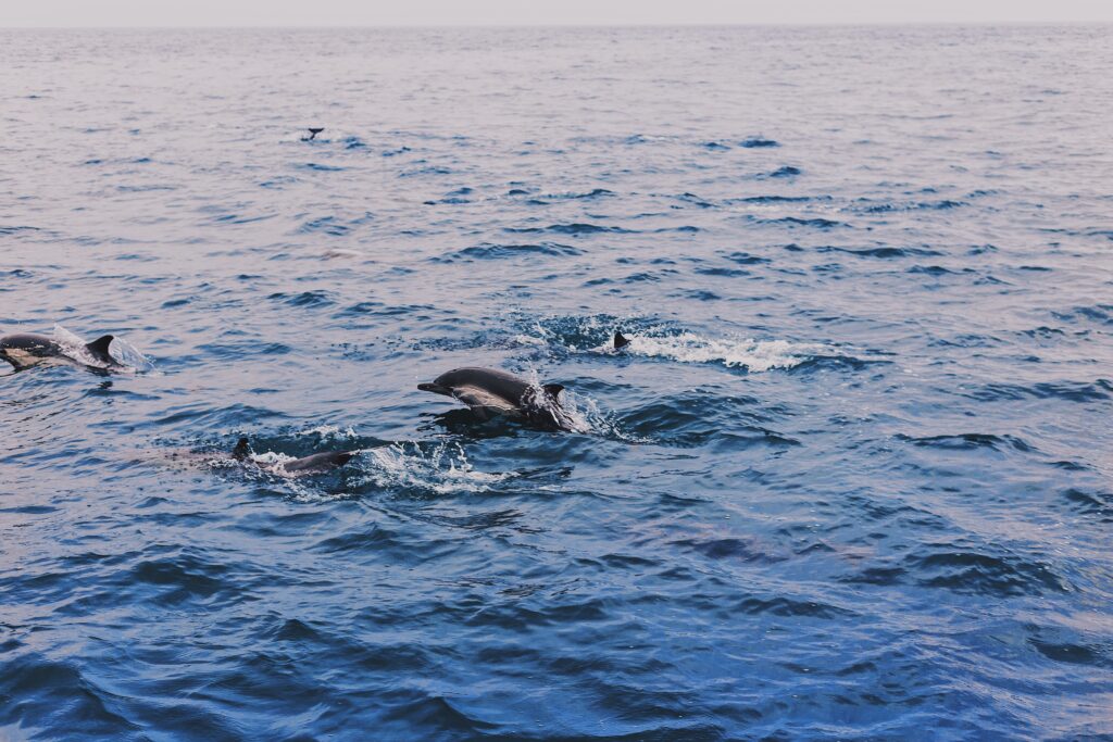 Delfini nel mar Jonio