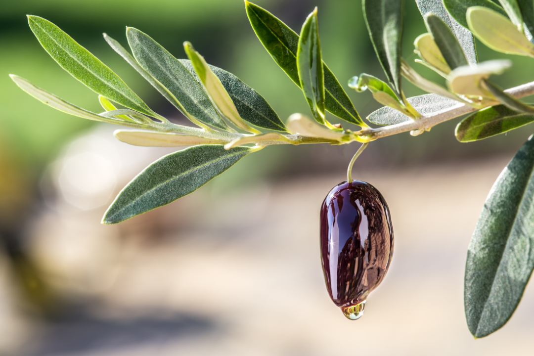 Olio d'oliva made in Puglia