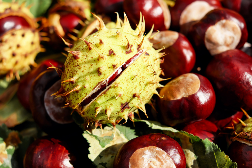 Raccolta delle Castagne in Puglia