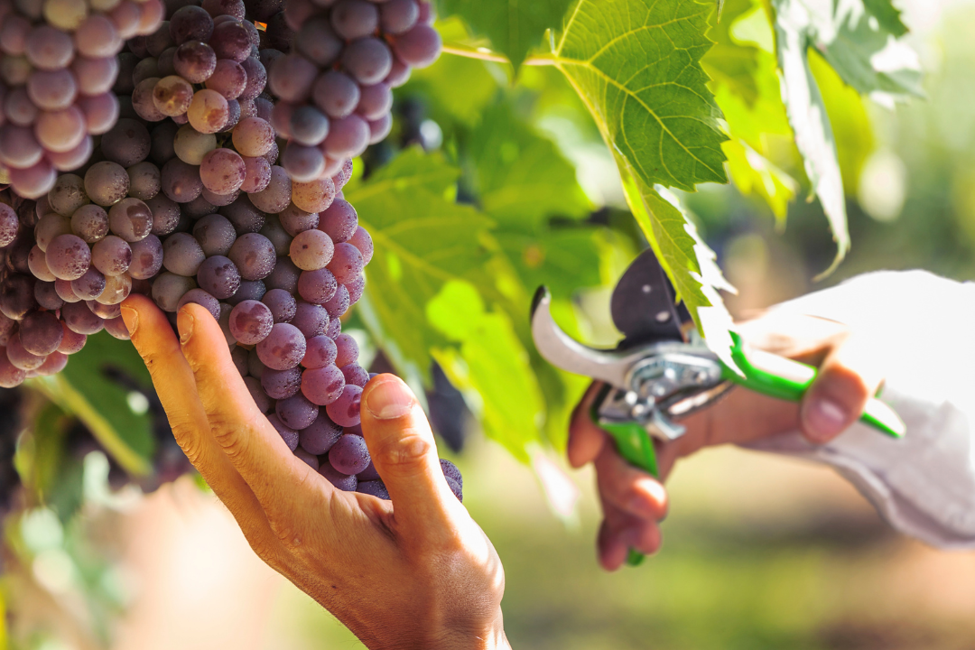 Vendemmia in Puglia