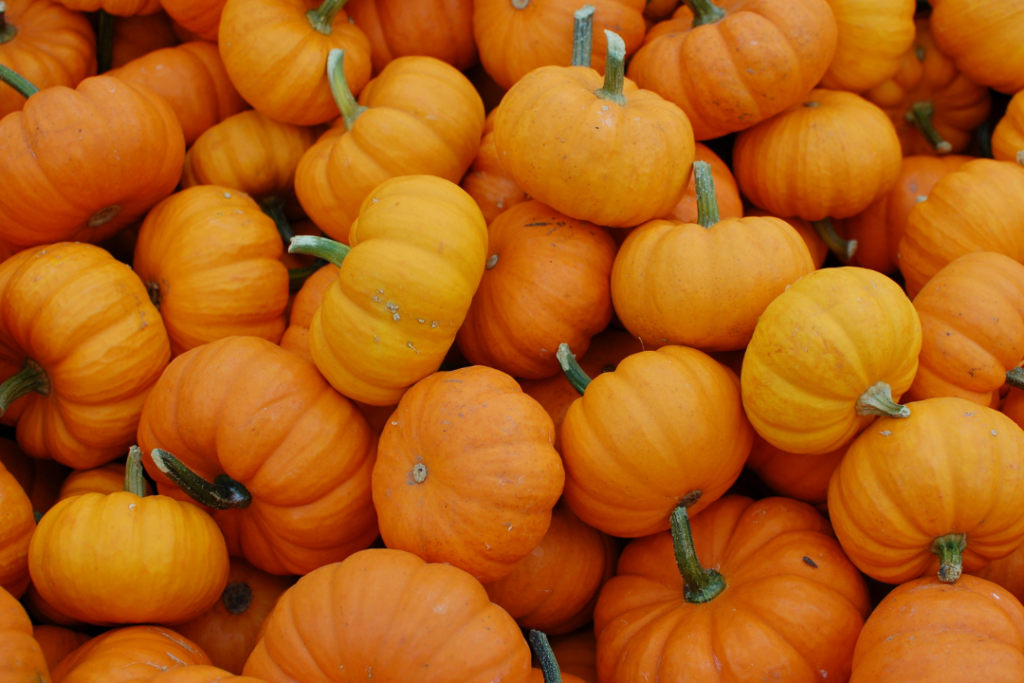Pumpkin Patch, campi di zucche in Puglia