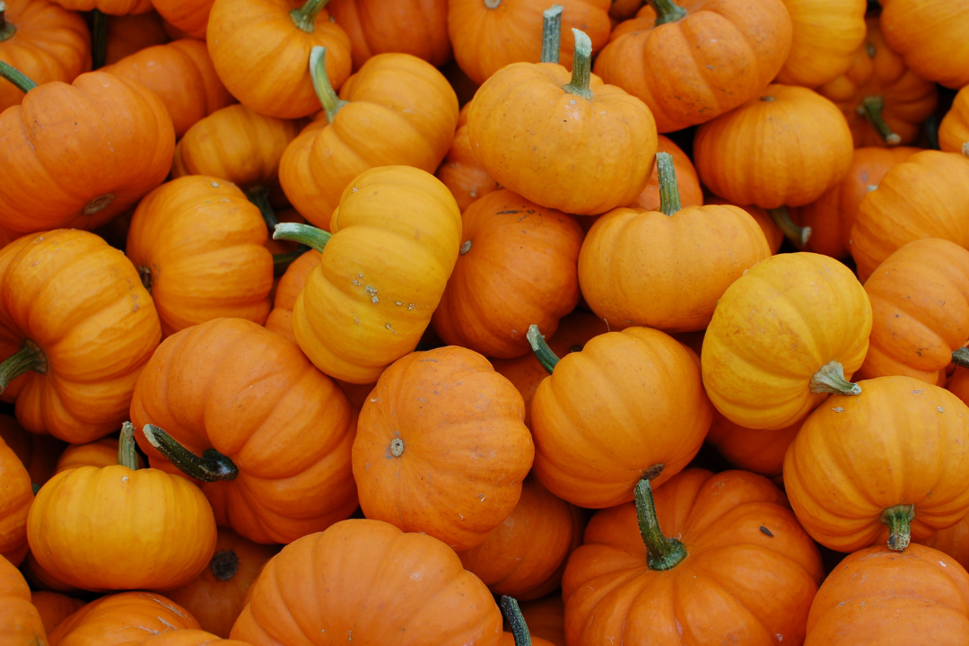 Pumpkin Patch, campi di zucche in Puglia